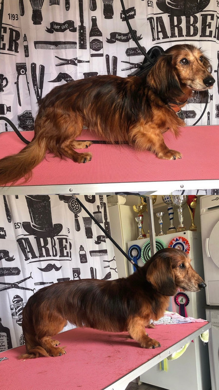 [Image: 557759-EA-B232-41-E3-B1-D3-809083992-A95.jpg]