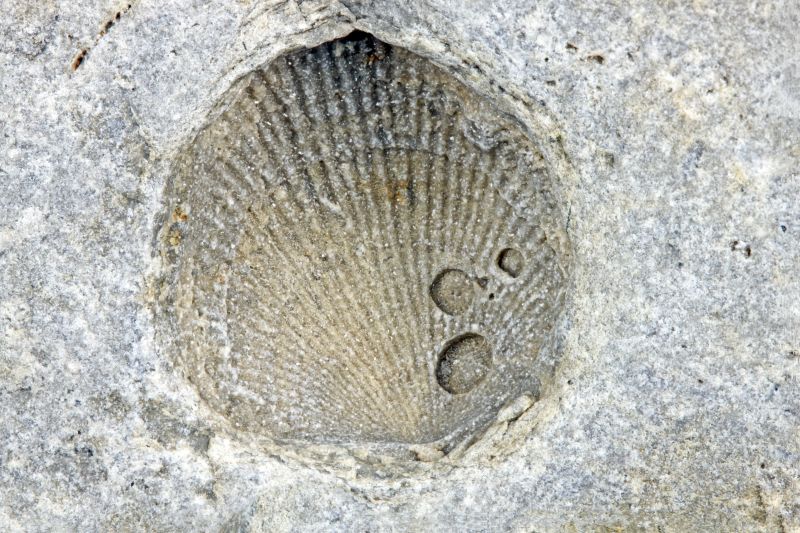 Brachiopod-Fossil-Enhanced-5-Stack-web.jpg