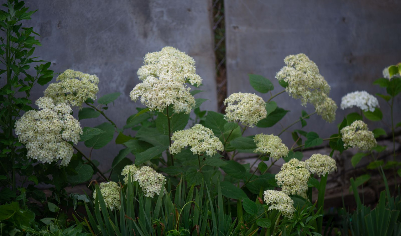 IMG-38779f59d15a468f93b0935743e1e0a2-V
