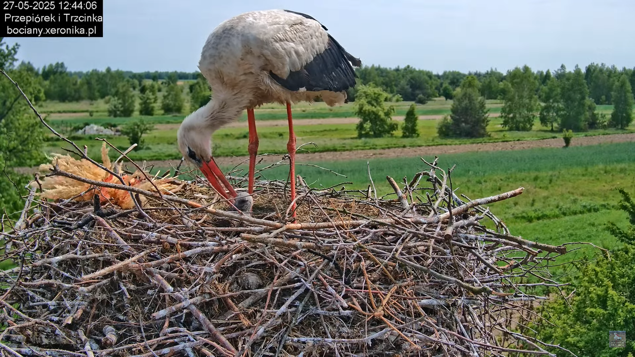 27052025bociany44
