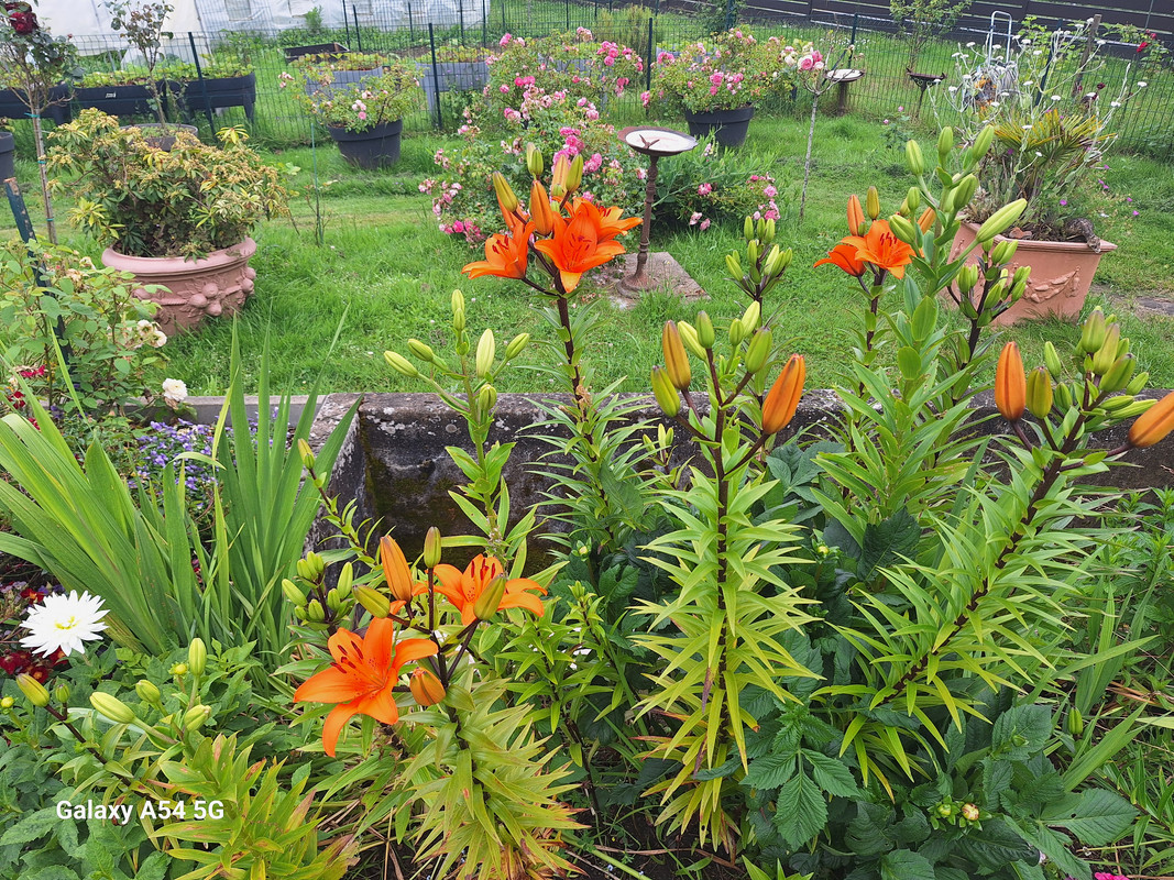 [Image: 20240620-152300.jpg]