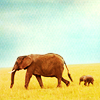 elephants-by-stepinsidelove