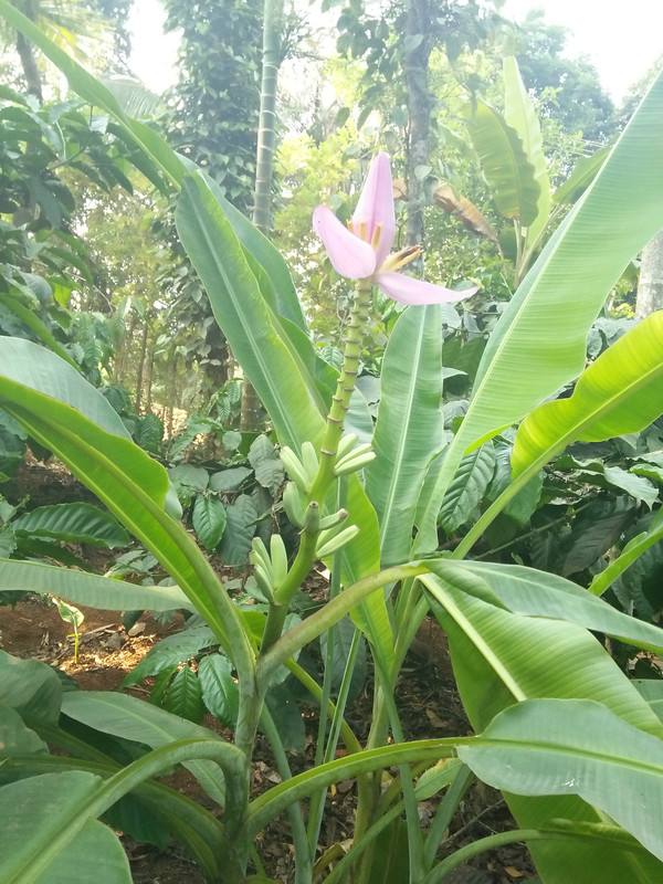 IMG20170428081942