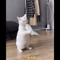 Funniest-Cats-Don-t-try-to-hold-back-Laughter-Funny-Cats-Life.gif