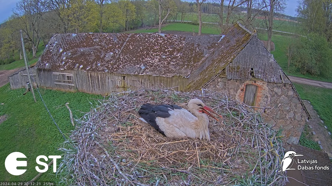Baltie stārķi (Ciconia ciconia) Tukuma novadā - LDF tiešraide __ White storks in Tukums, Latvia 12-1