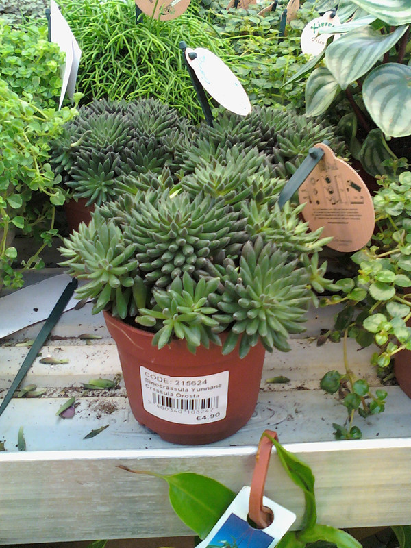 Sinocrassula yunnanensis