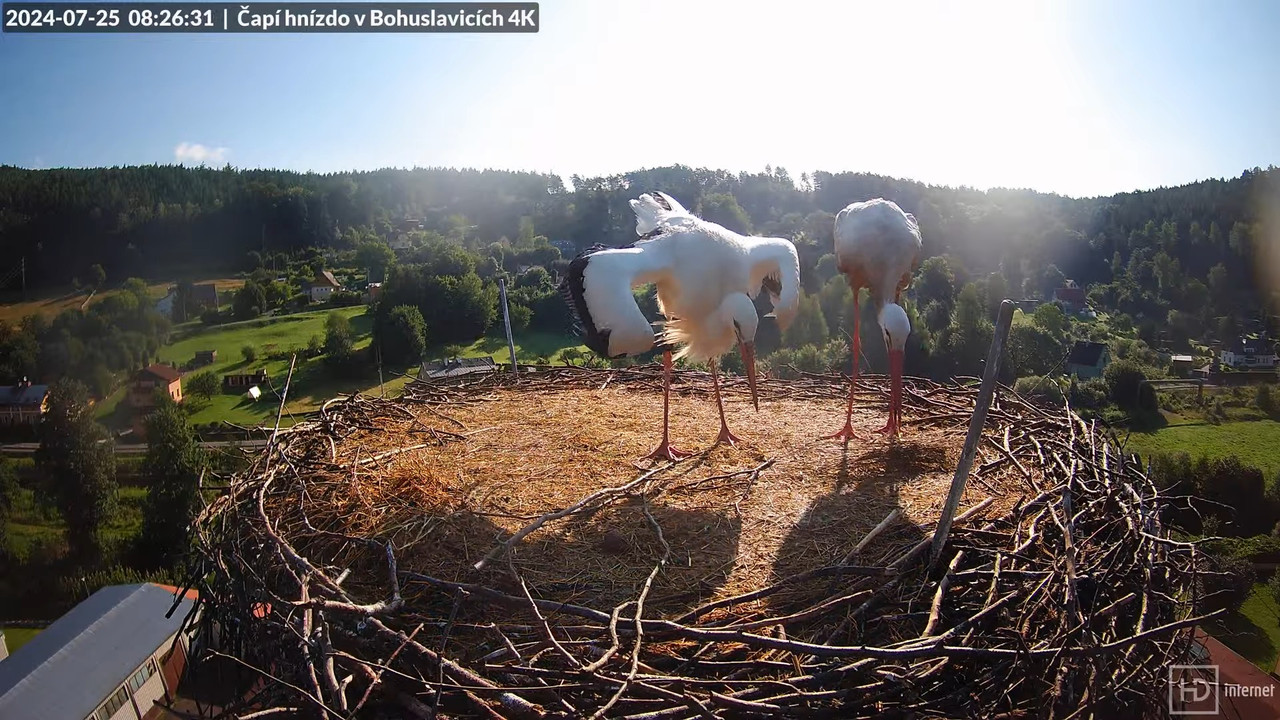 Živě z čapího komína firmy KARA v Bohuslavicích u Trutnova 13-58-8 screenshot