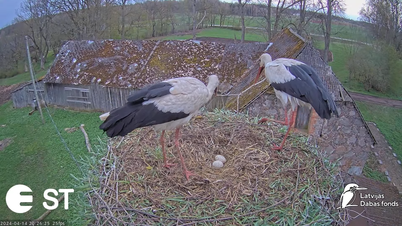 Baltie stārķi (Ciconia ciconia) Tukuma novadā - LDF tiešraide __ White storks in Tukums, Latvia 14-1
