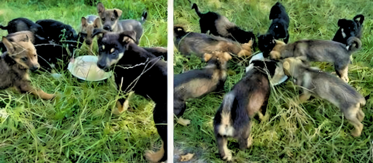 8 puppies saved by Olena