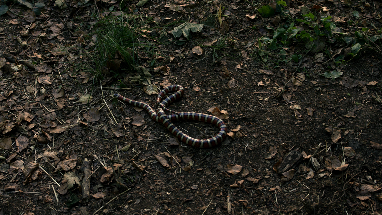 Outlander.S04E06.Blood.Of.My.Blood.2160p.NF.WEBRip.DDP5.1.x264-n