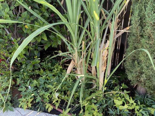 [Image: 58-D6-DC31-6559-4-F45-BAB6-91-FE86-F931-A0.jpg]