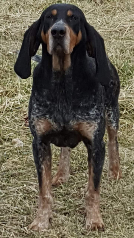 Hammer hotsell bred blueticks