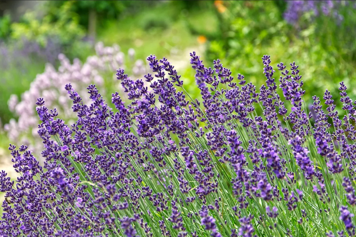 ¿Qué hierbas plantar en tu casa, según tu signo del zodiaco?