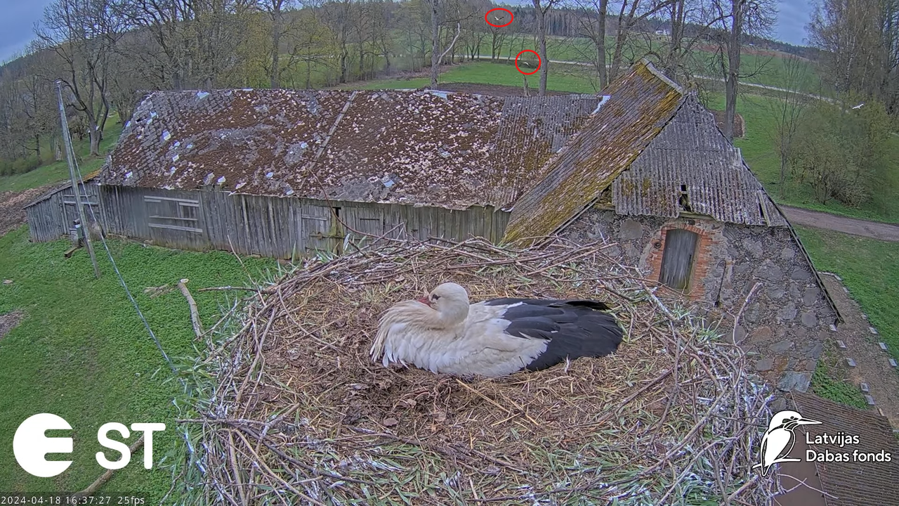 Baltie stārķi (Ciconia ciconia) Tukuma novadā - LDF tiešraide __ White storks in Tukums, Latvia 10-1