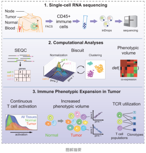 乳腺肿瘤微环境中不同免疫表型的单细胞图谱-3.png