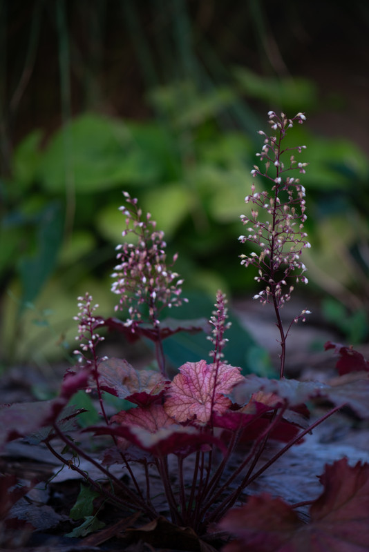IMG-d42728086d3a8c3b95938709af3d3333-V
