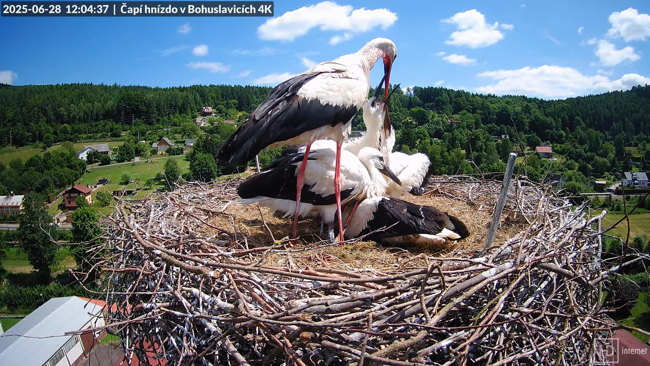 Živě z čapího komína firmy KARA v Bohuslavicích u Trutnova 15-56-58 screenshot