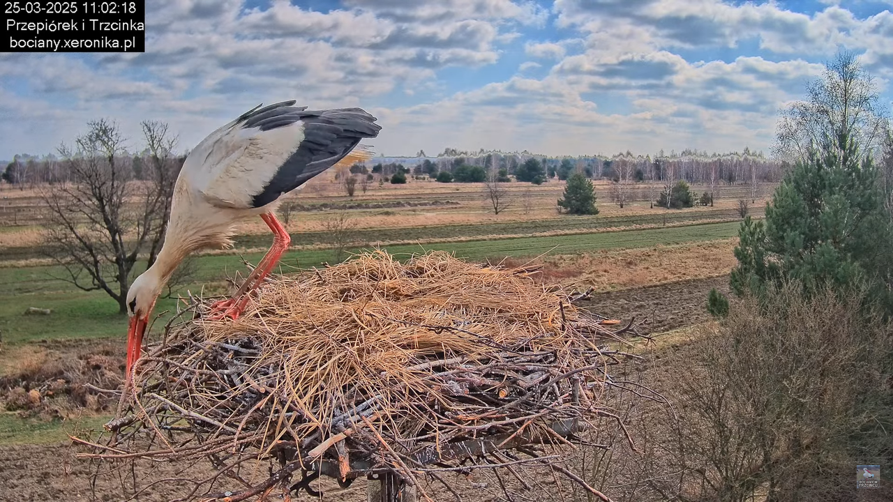 25032025bocian14