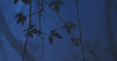 https://i.postimg.cc/B6bSYF34/21.gif