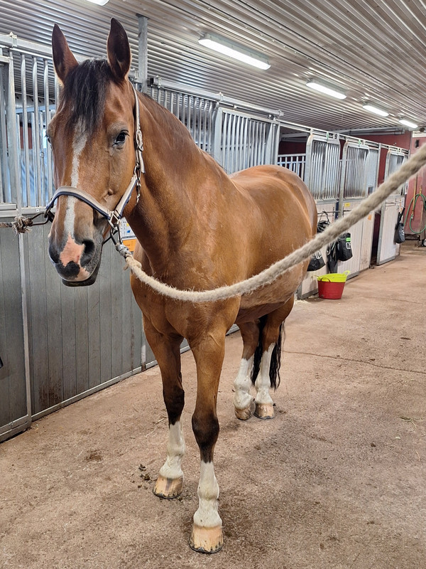 Beskrivande alt-text