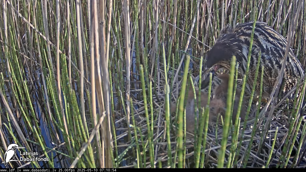 LDF Lielais dumpis (Botaurus stellaris) Zemītes pagastā 14-32-20 screenshot