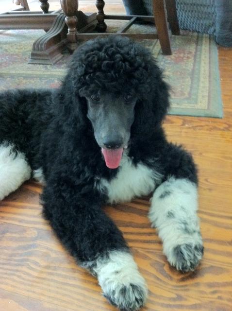 3 month best sale old standard poodle