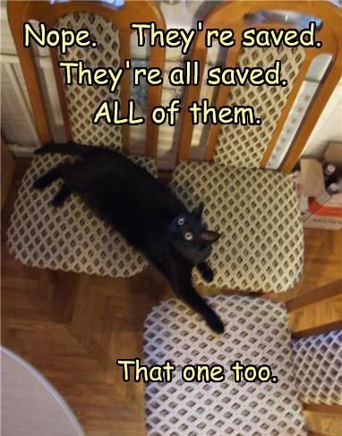 Cat Humor #7