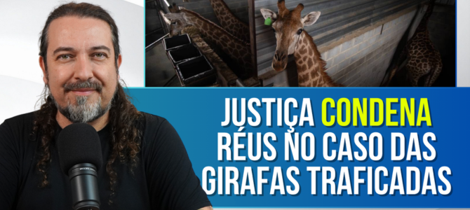 Girafas traficadas: réus são condenados pelo maior caso do tipo no Brasil
