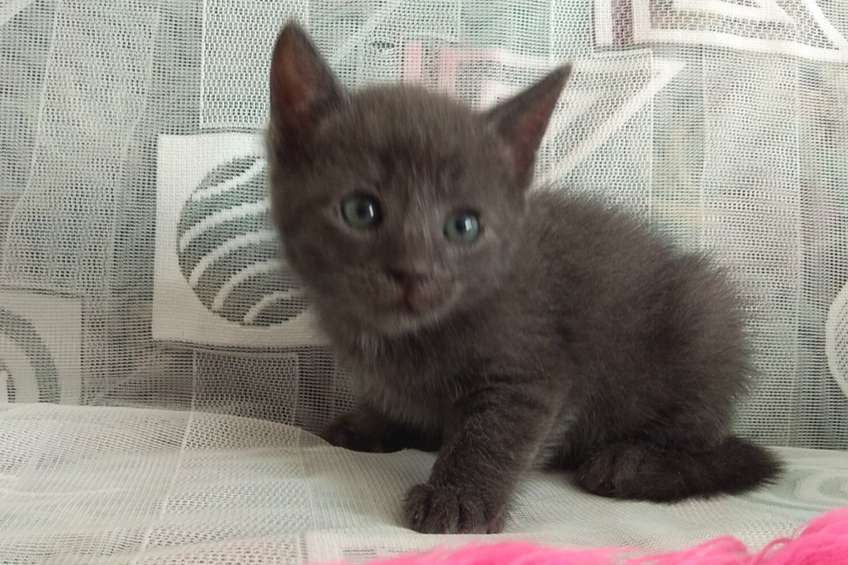 Дымчатый1_4-1