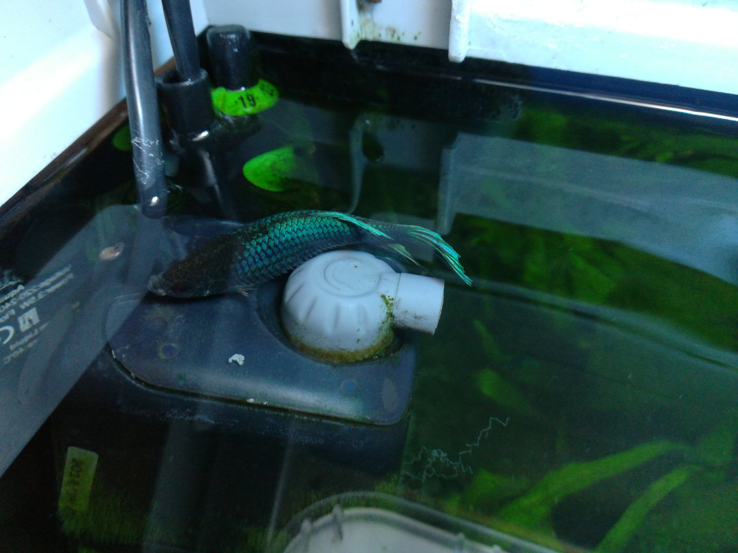 15352327875561470221222