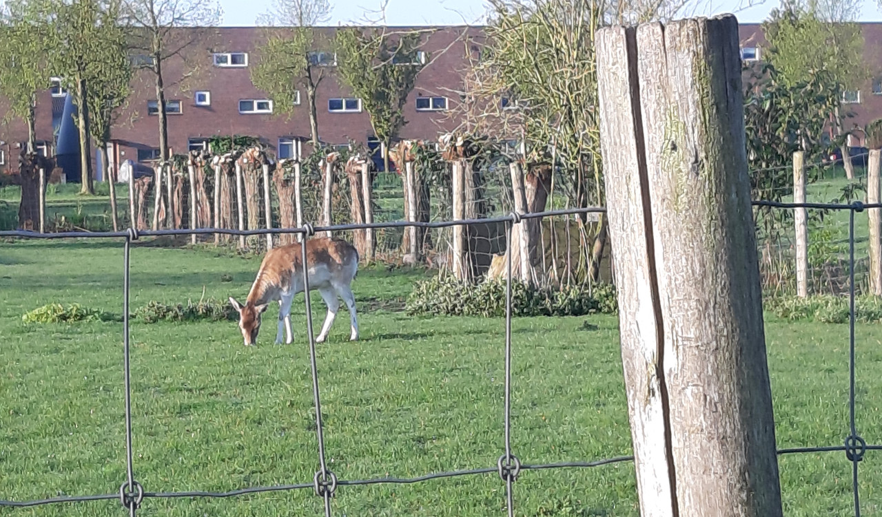 Afbeelding