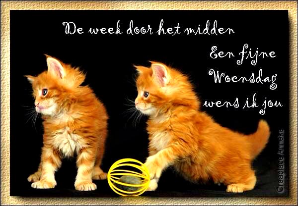 a909246e72aef6542e9a1e3a6c35d665-wallpapers-puppy