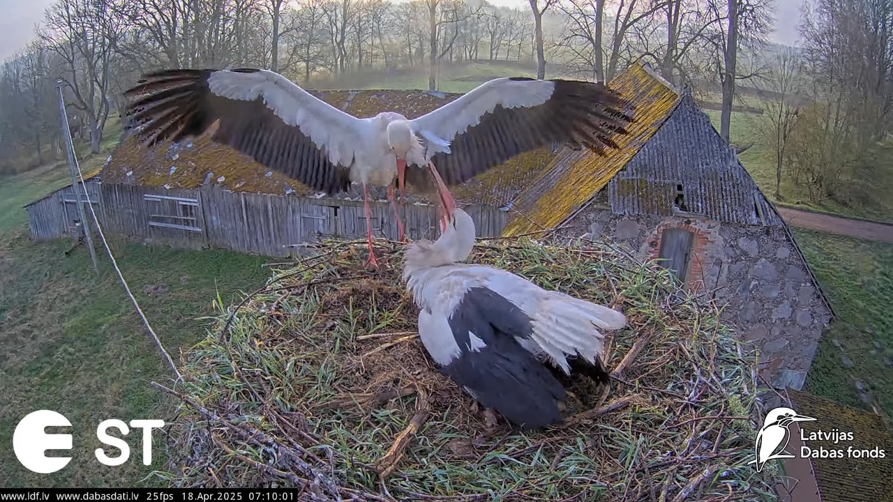 (20) Baltie stārķi (Ciconia ciconia) Tukuma novadā __ White storks in Tukums, Latvia - YouTube - 694