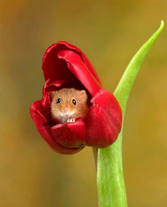 [Image: cute-harvest-mice-in-tulips-miles-herber...b0-700.jpg]