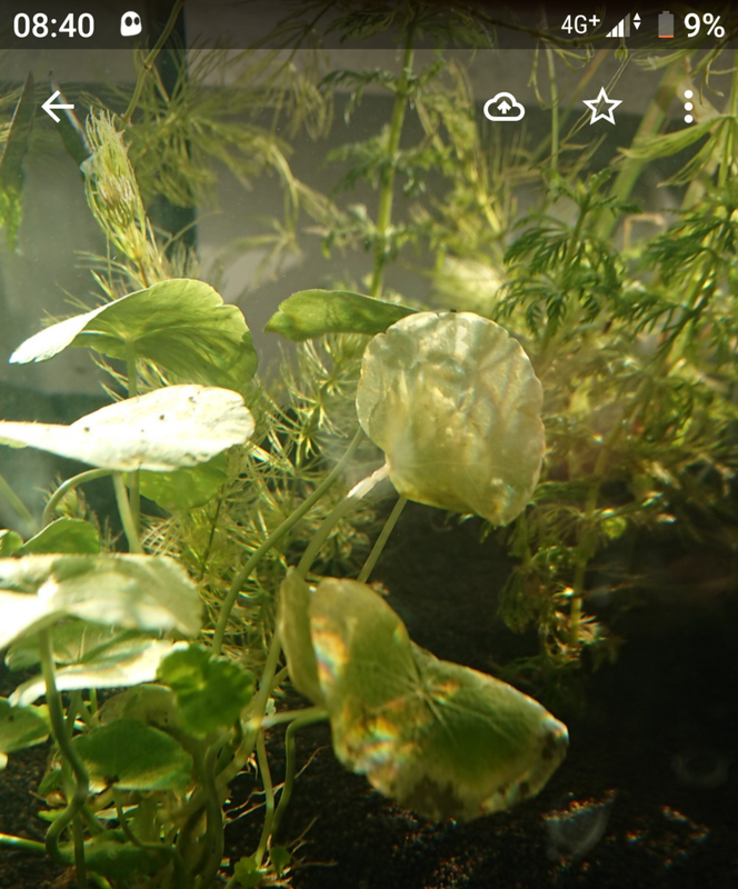 Screenshot_20210704-084043~2