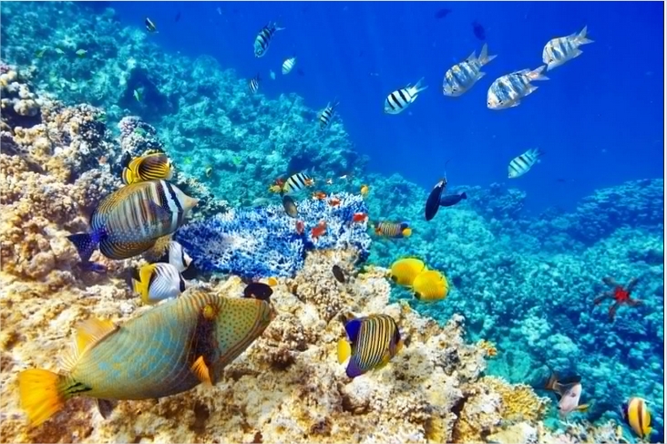 Underwater-World-Ocean-Fish-coral-reef-w
