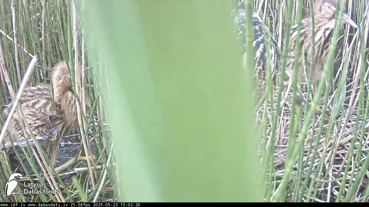 LDF Lielais dumpis (Botaurus stellaris) Zemītes pagastā 17-34-51 screenshot