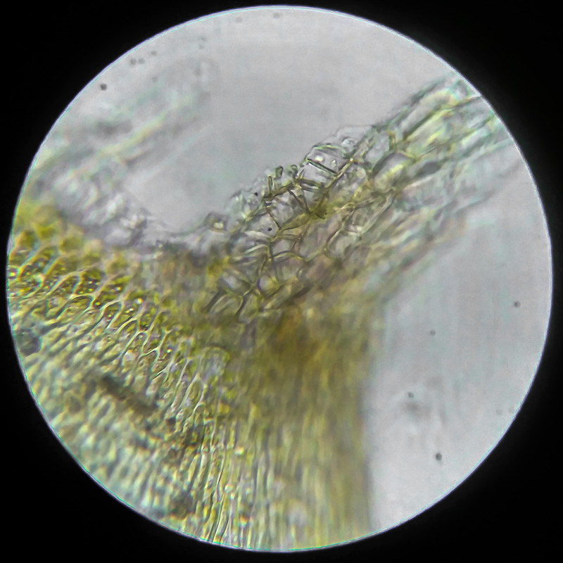 IMG 20250614 205026 HDR