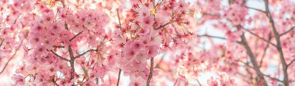 [Image: cherryblossomdiv.jpg]