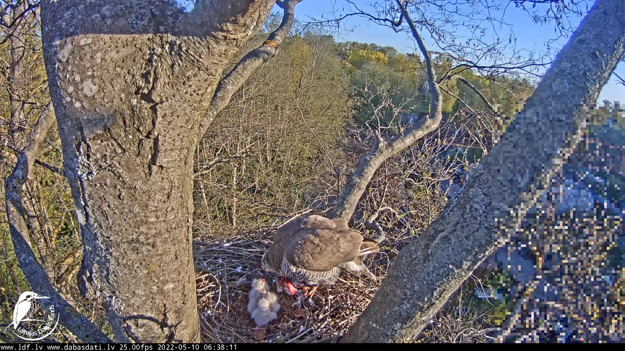 Vistu vanags (Accipiter gentilis) Rīgā - LDF tiešraide __ Goshawks, Riga, Latvia 12-5-56 screenshot