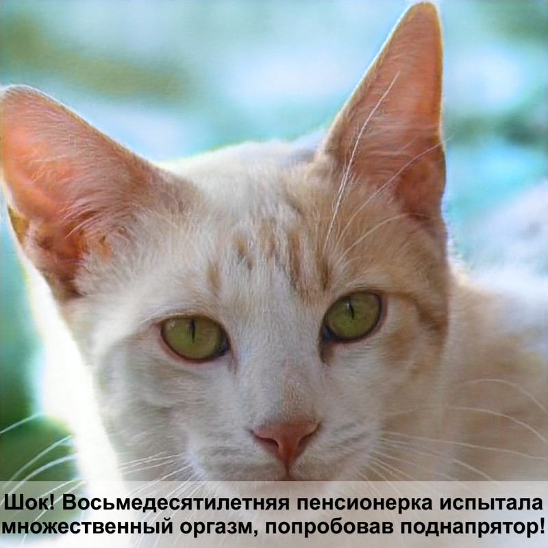 сфинкс кошка окрас