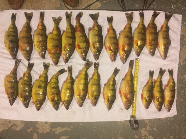 Perch 3