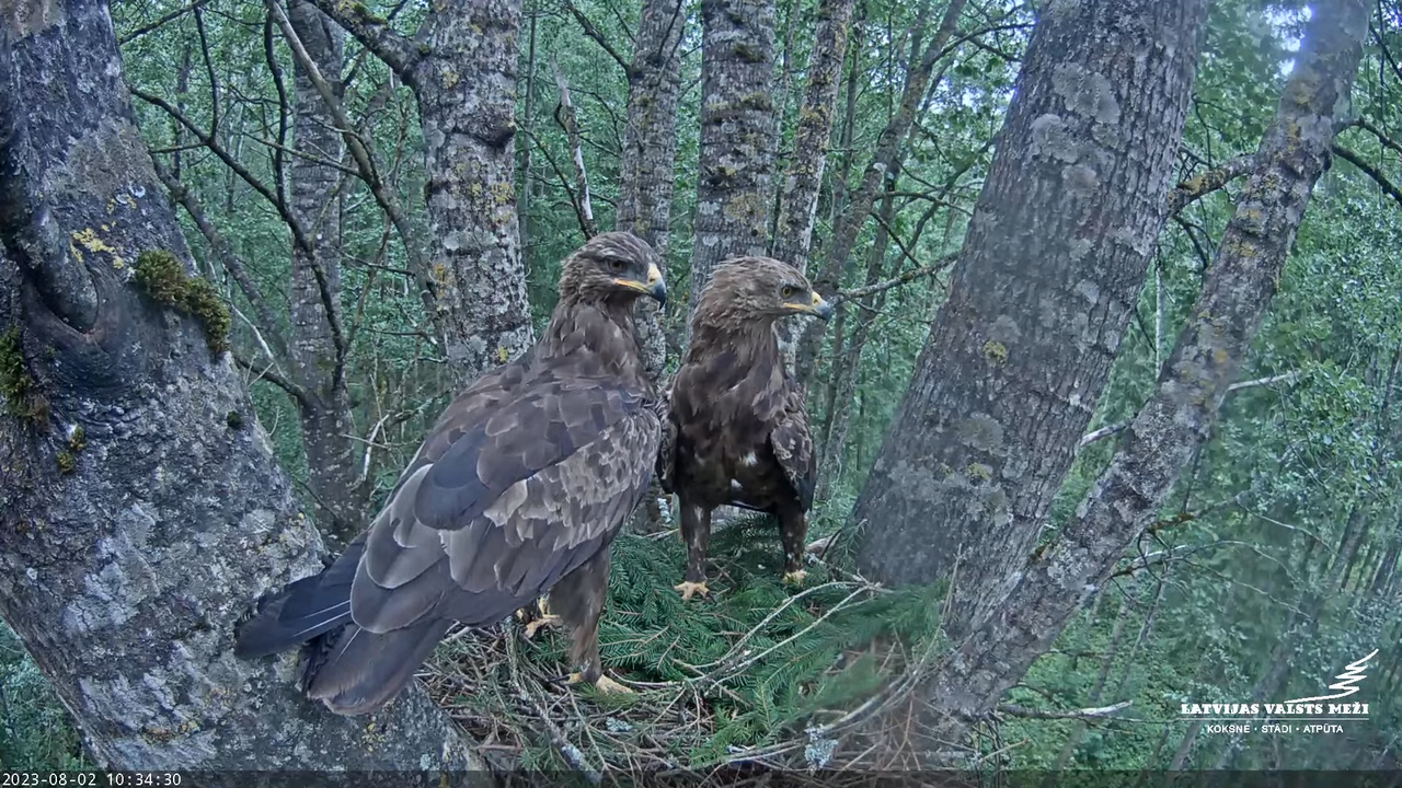 LVM Mazais ērglis Aizkuja, apse 2 - Lesser Spotted Eagle 13-9-13 screenshot