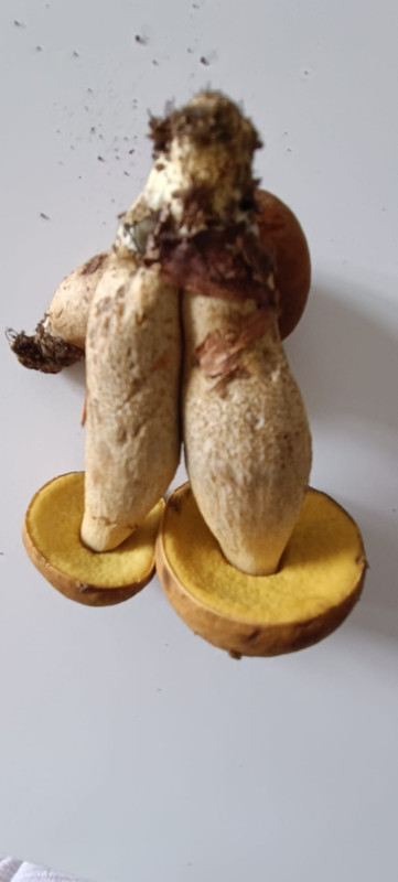 WhatsApp Image 2023-08-06 at 16.43.53 (1)