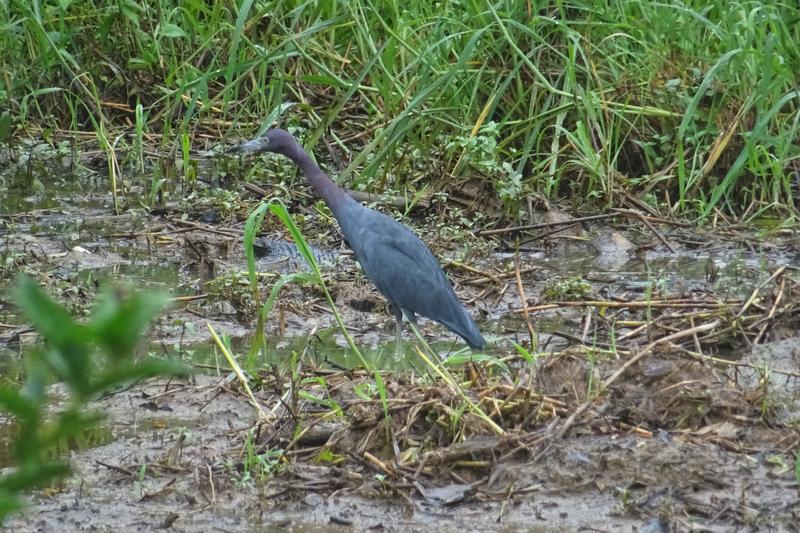 Día 15 Uvita Parque nacional Mariano ballena - 3 semanas Costa Rica en autobús 2018 Oct (8)