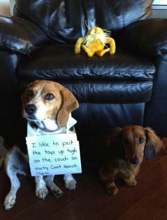 Dog Humor #2