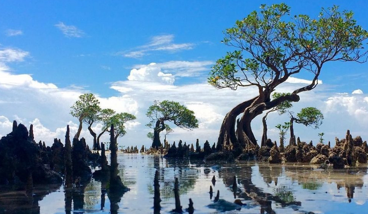 Pantai Walakiri: Keindahan Mistis Pohon Menari yang Hanya Ada di Sumba!