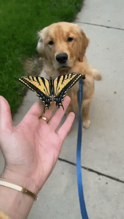 54.gif