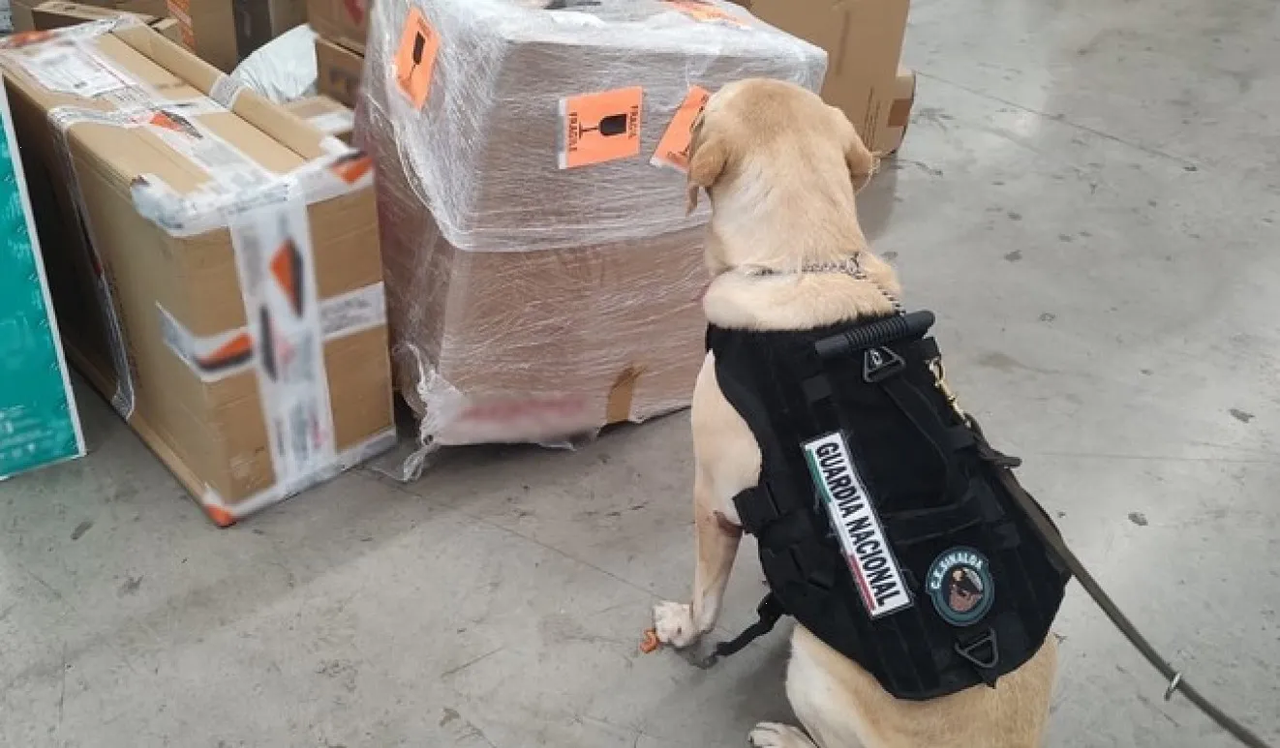 Narcos en Sinaloa ocultan droga en jarrón de cerámica; perros descubren el envío