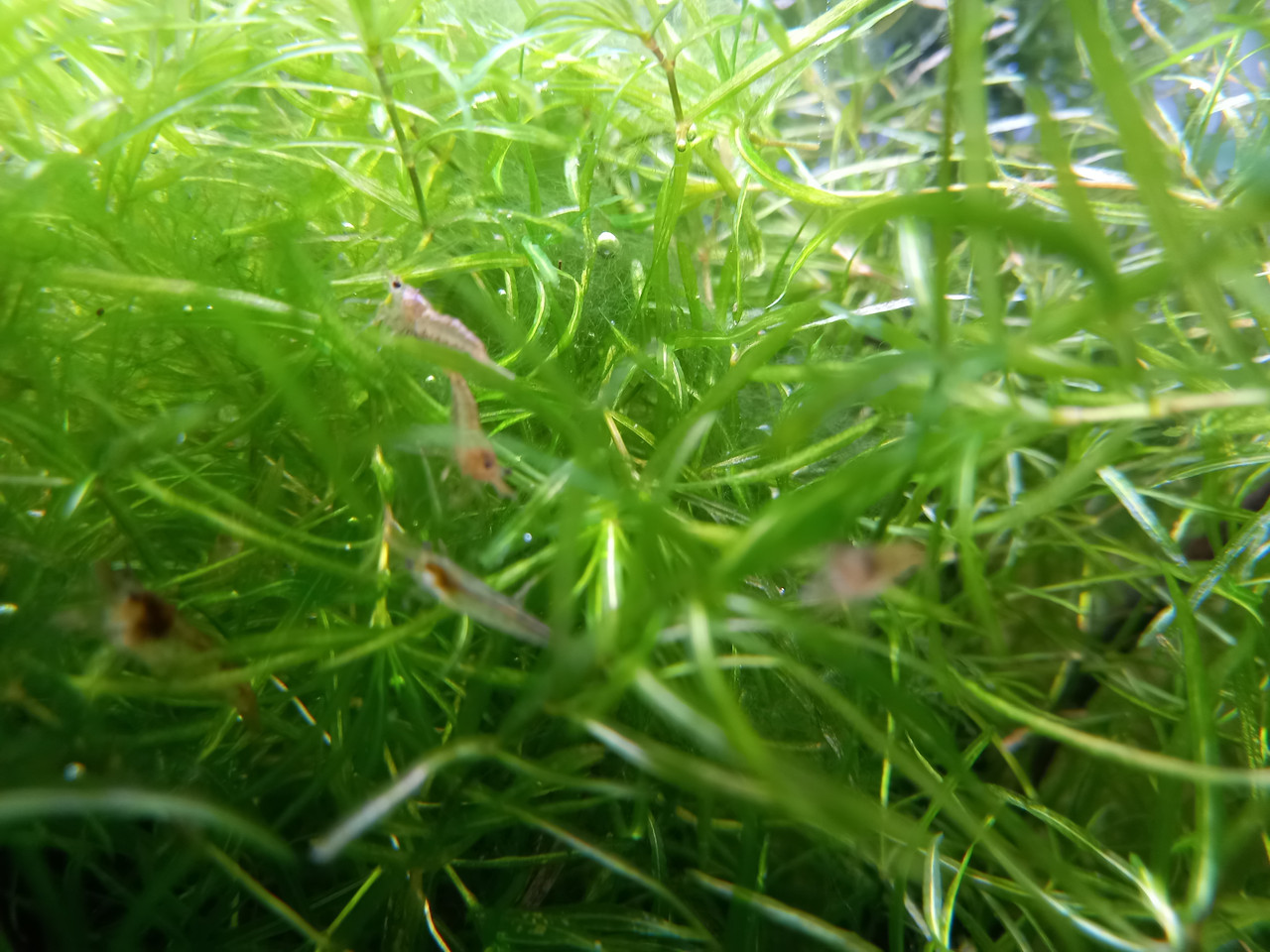 Shrimp